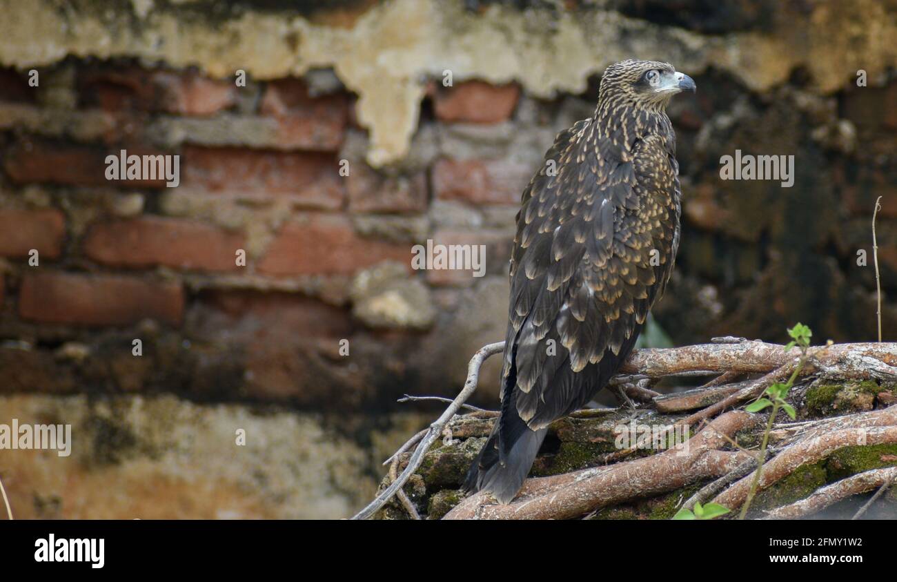 Schwarzer Drachen, der sich auf einem Ast eines Baumes aufstellt, Adler, der in seinem natürlichen Lebensraum unter Schatten steht Stockfoto