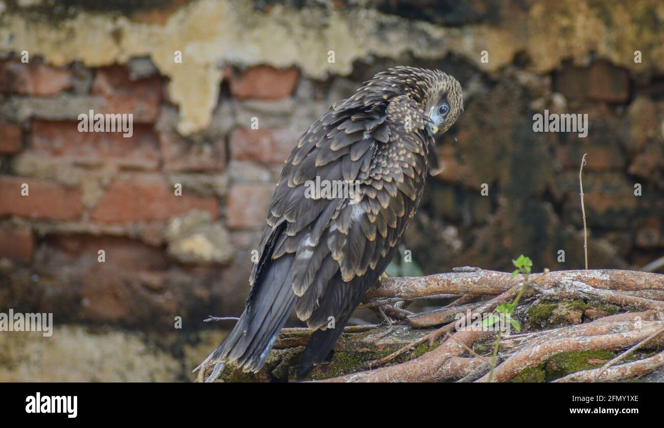 Schwarzer Drachen, der sich auf einem Ast eines Baumes aufstellt, Adler, der in seinem natürlichen Lebensraum unter Schatten steht Stockfoto