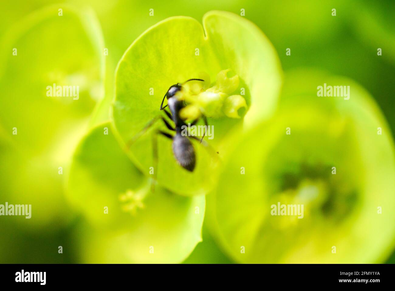 Blühender Grünspans im Frühling, Eselsula und Ameise. Stockfoto