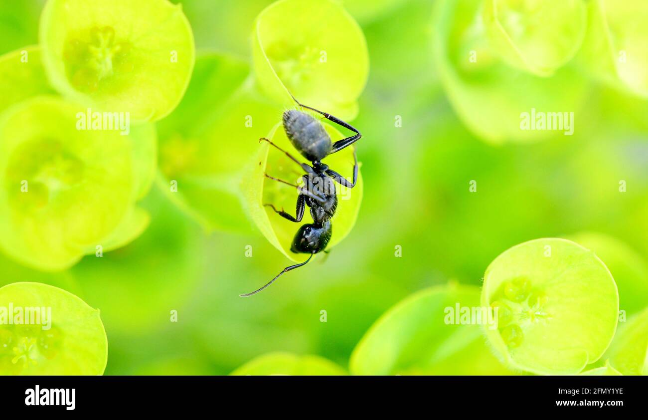 Blühender Grünspans im Frühling, Eselsula und Ameise. Stockfoto