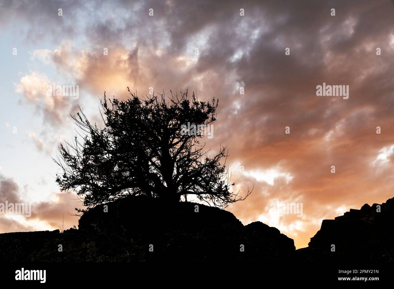 WA20219-00...... WASHINGTON - Baum und Wolken bei Sonnenuntergang vom Franzosen Coulee in der Nähe von Vantage. Stockfoto