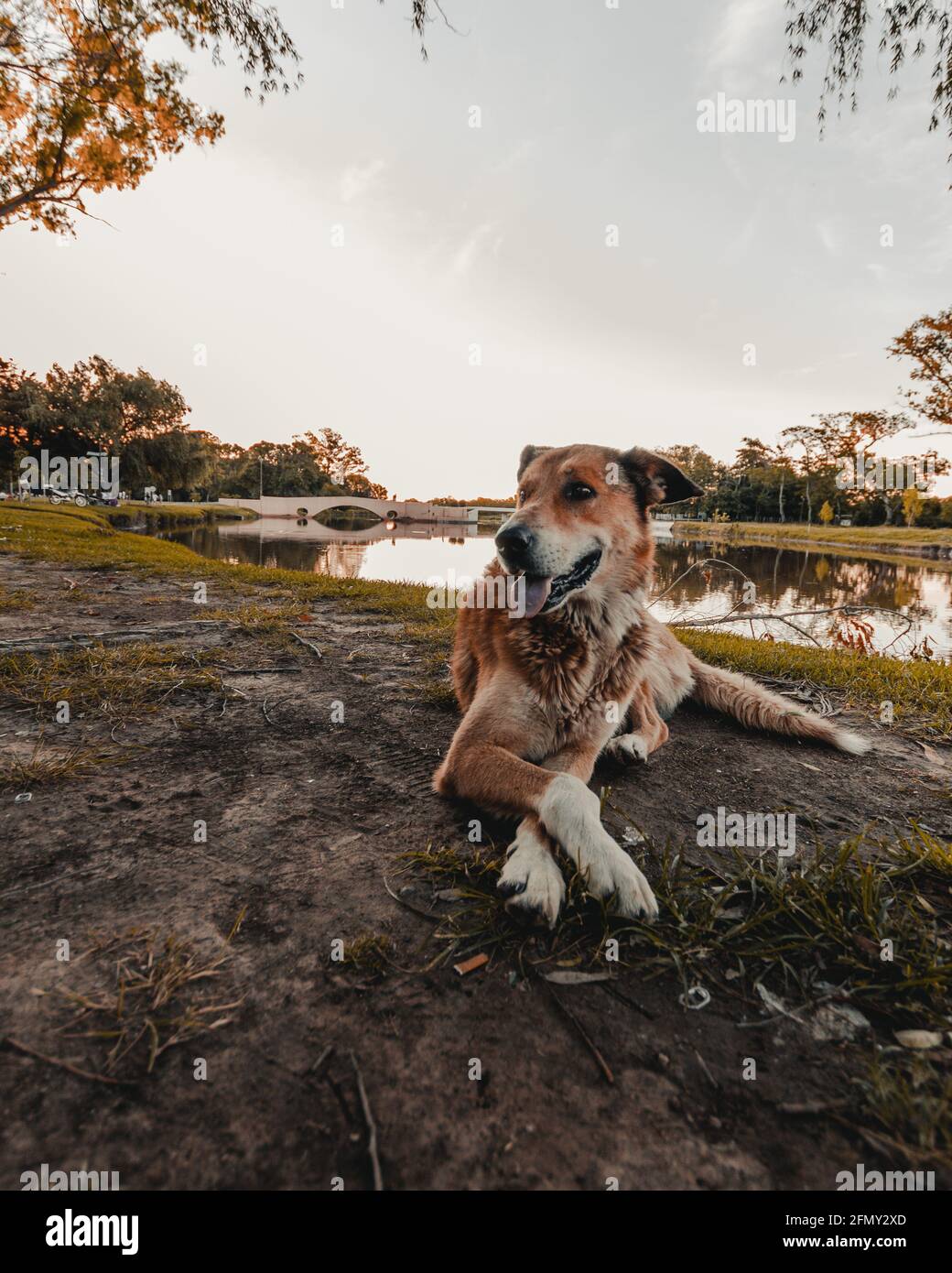 Netter brauner glücklicher Hund, der am Fluss bei Sonnenuntergang sitzt Entzückende gekreuzte Pfoten und ausgestreckte Zunge Stockfoto