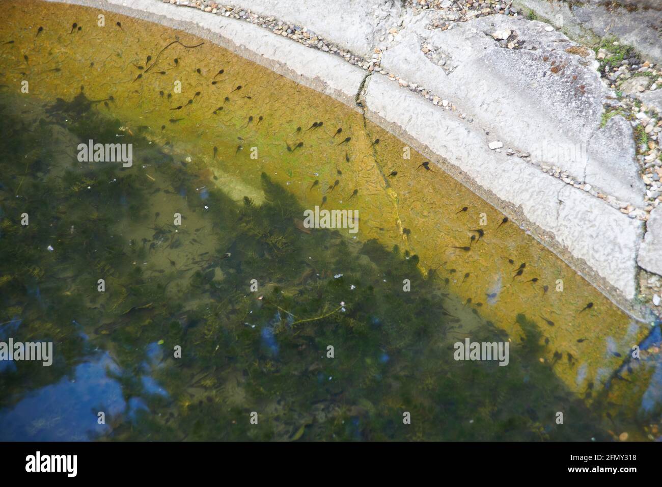Europäischer gewöhnlicher Frosch, Rana temporaria, Frogspawn mit geschlüpften und schlüpfenden Kaulquappen in einem Gartenteich, Großbritannien, GB. Stockfoto