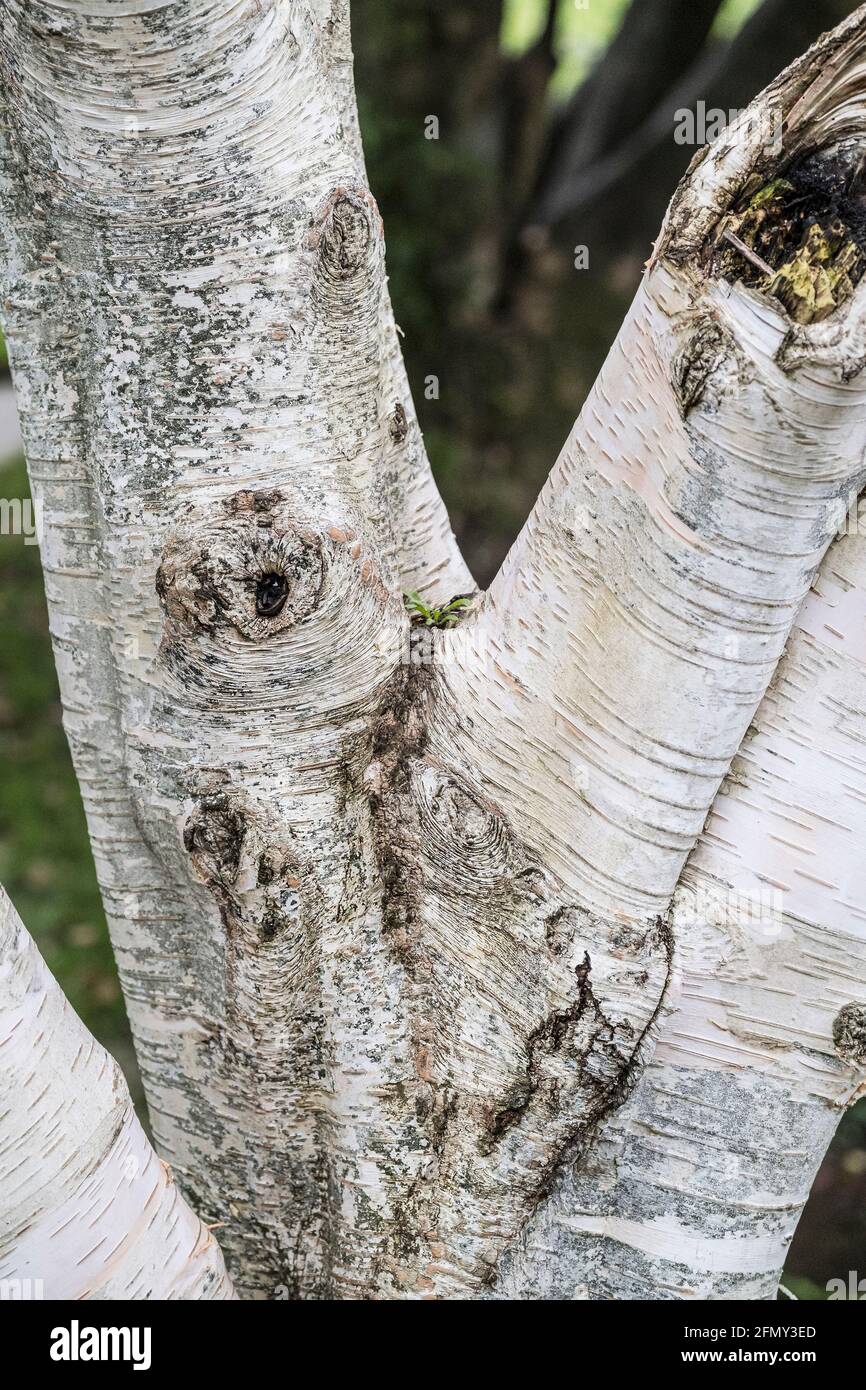 Himalayan Birch - Betula utilis var. Jacquemontil AGM wächst in den Trenance Gardens in Newquay in Cornwall. Stockfoto