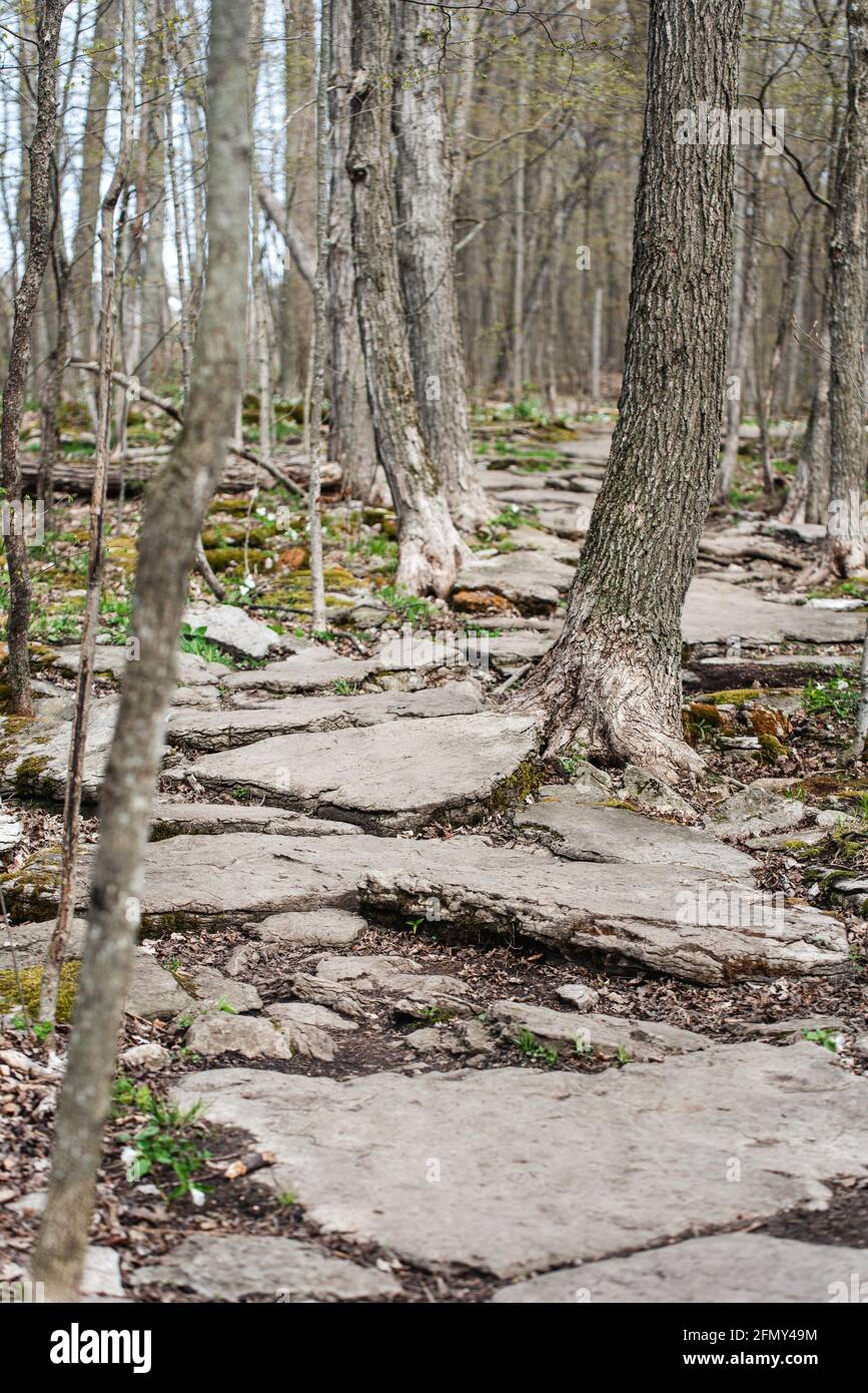 Felsiger Wanderweg durch den Wald am Frühlingstag in Ontario, Kanada. Stockfoto