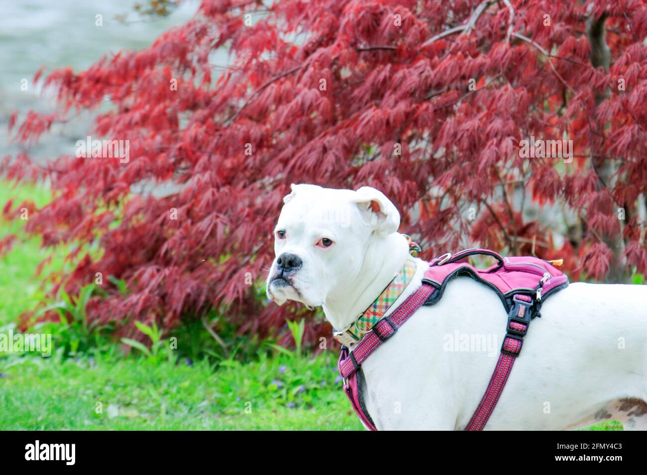 Portrat Der Amerikanischen Bulldogge Stockfotos Und Bilder Kaufen Alamy