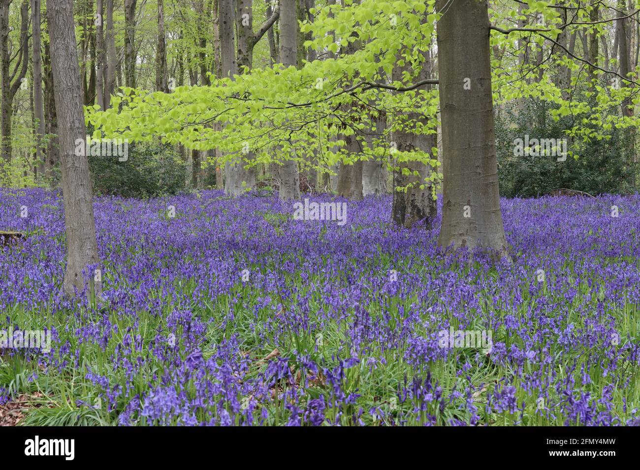 Bluebells Into The Woods - West Woods, Wiltshire. VEREINIGTES KÖNIGREICH Stockfoto