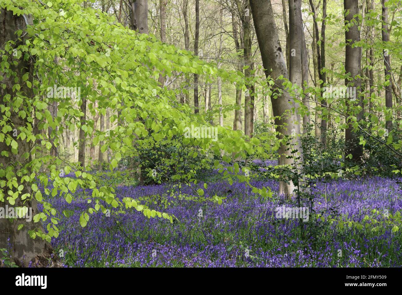 Lebendige Bluebells & Greenery - West Woods, Wiltshire. VEREINIGTES KÖNIGREICH Stockfoto