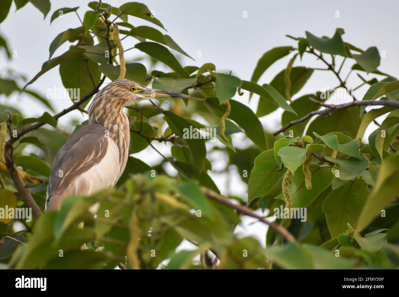 Vogelstellung auf Baumzweig, indische Vögel auf Baum Stockfoto
