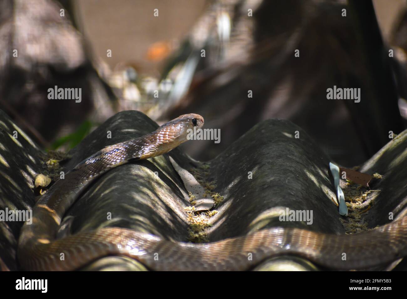indische Kobra chillend im Schatten, Schlange aus indien chillend im Schatten, indien gefährliche Schlangen Stockfoto