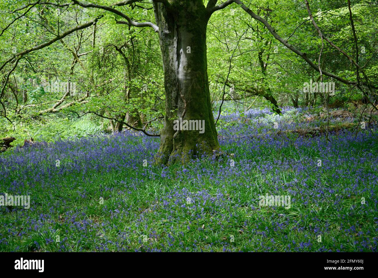 Bluebells im Wald im Frühling. Sonnenlicht durchflutete Äste und leuchtend grüne neue Blätter. Bluebells Teppich der Holzboden. Stockfoto