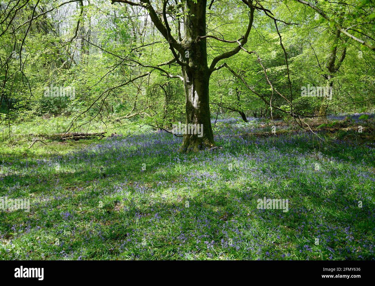 Bluebells im Wald im Frühling. Sonnenlicht durchflutete Äste und leuchtend grüne neue Blätter. Bluebells Teppich der Holzboden. Stockfoto