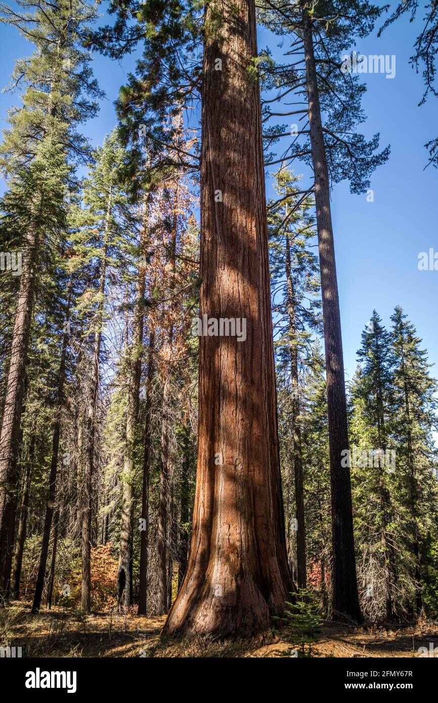 Gigantischen Sequoia Bäumen im Yosemite National Park, Kalifornien Stockfoto