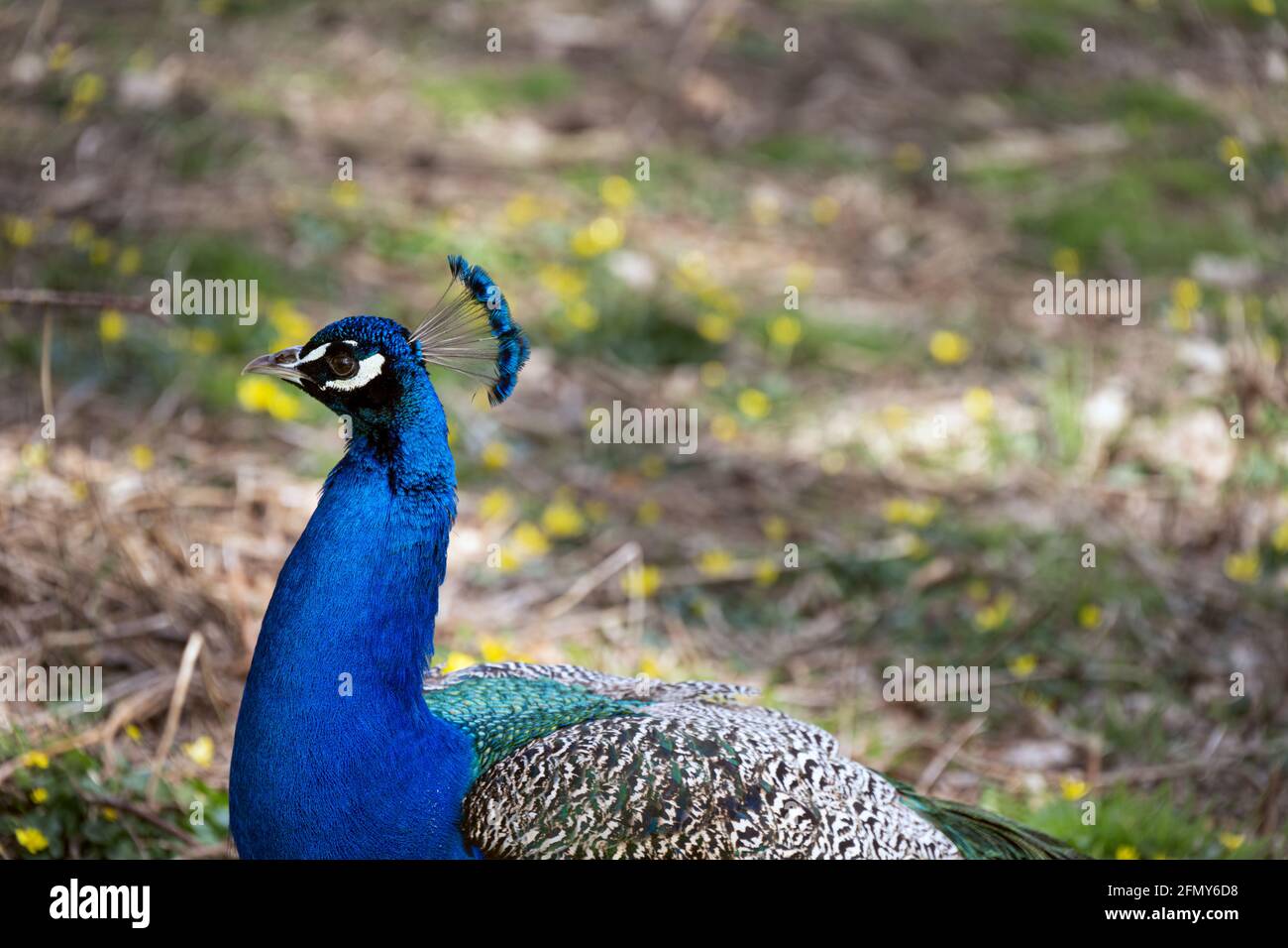 Leuchtend blauer Pfau mit seinem Wappen, Nahaufnahme Stockfoto
