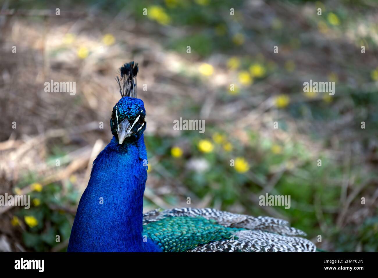 Leuchtend blauer Pfau mit seinem Wappen, Nahaufnahme Stockfoto