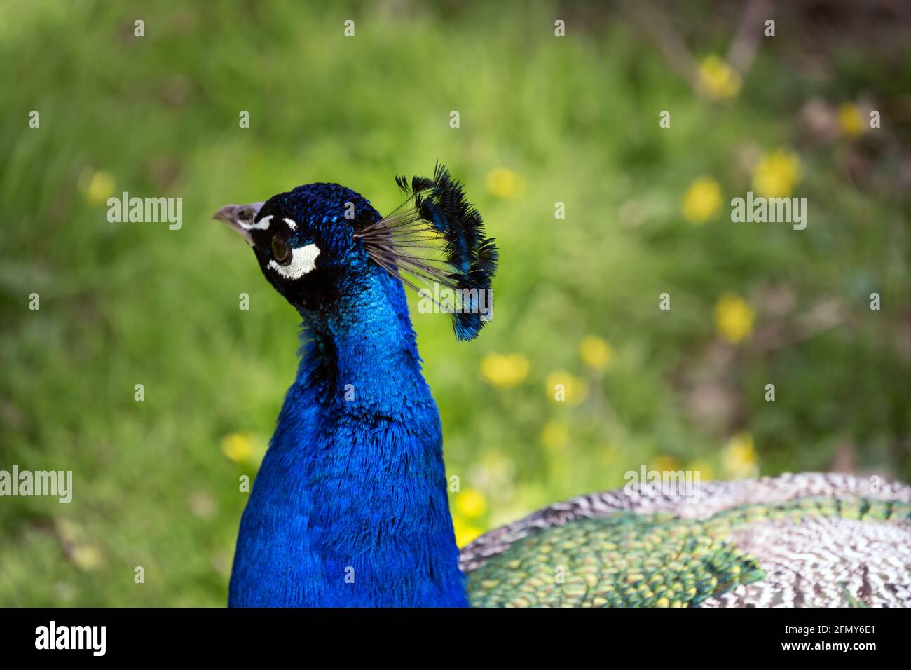 Leuchtend blauer Pfau mit seinem Wappen, Nahaufnahme Stockfoto