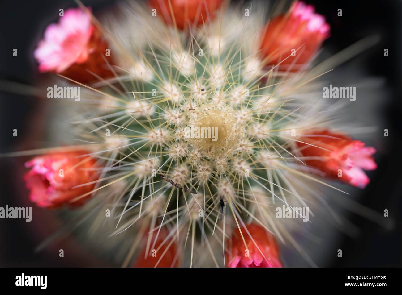 Mini-Kaktus Echinocactus grusonii mit kleinen roten Blten von oben gesehen  Auf schwarzem Hintergrund Stockfotografie - Alamy