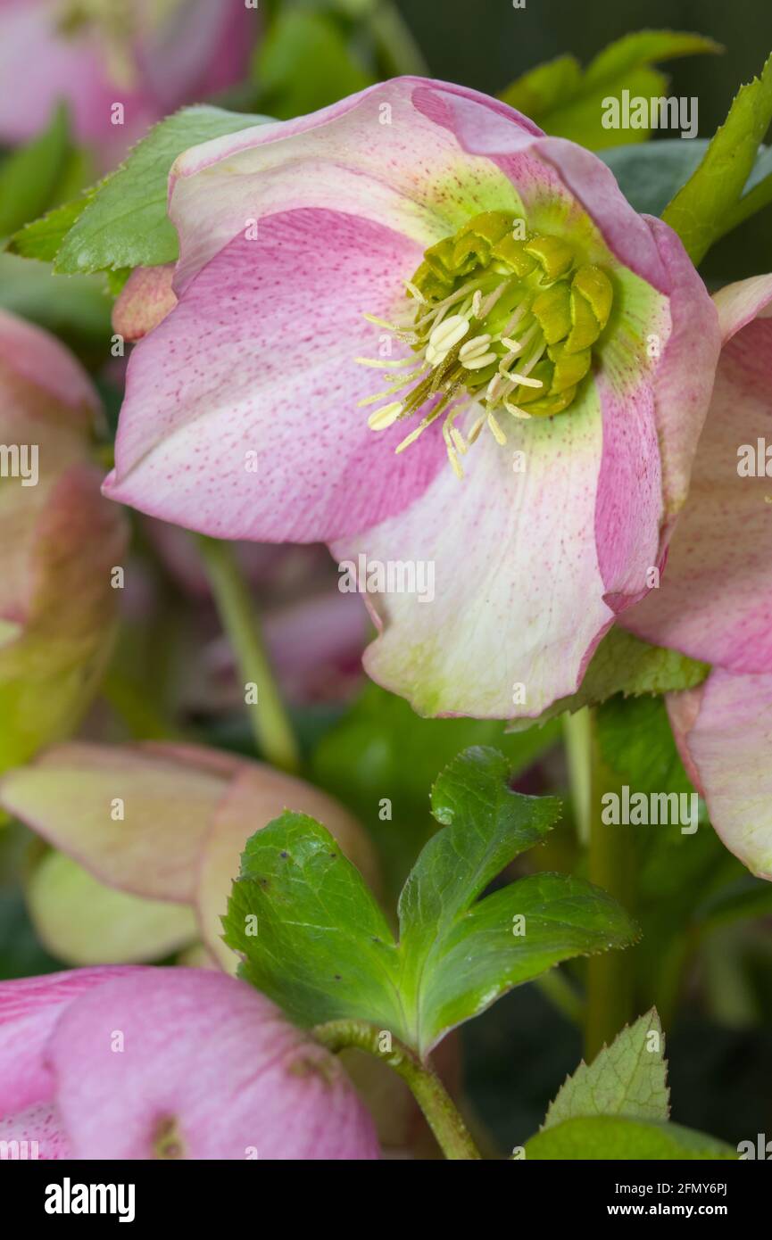 Detail der Staubgefäße und des Stigmas einer Blume einer rosa gesprenkelten Hellebore, Helleborus Orientalis, Harvington Pink gesprenkelt UK Stockfoto
