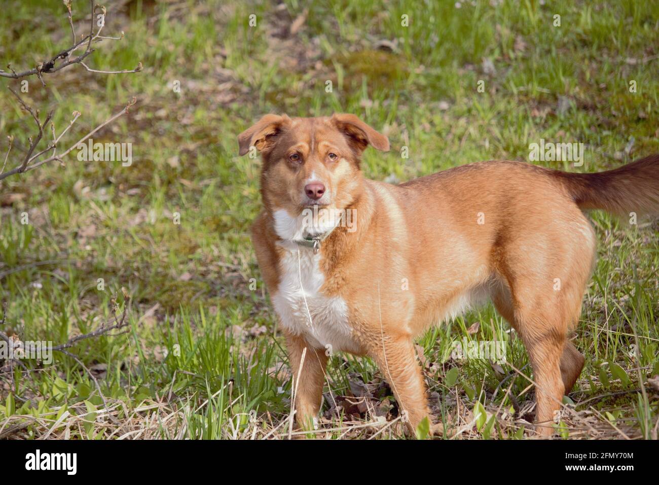 Ein Foto von meinem Hund, das ich bekommen konnte, als sie einen anderen auf der anderen Seite des Sees sah. Stockfoto