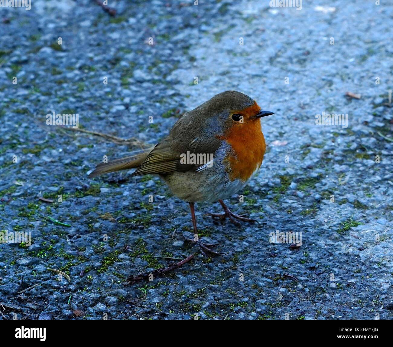 Der europäische Robin ist der Nationalvogel Großbritanniens Stockfoto