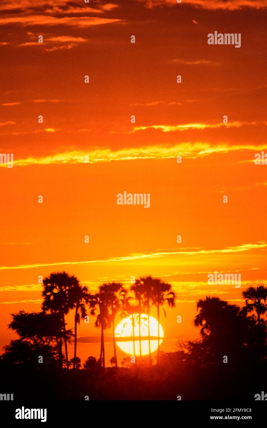 Botswana Sonnenaufgang durch Palmen gesehen Kalahari Wüste Botswana 1979 Stockfoto