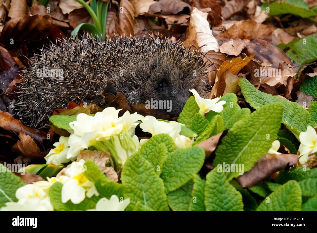 Unser heimischer Igel ist ein Bewohner unserer Gärten Stockfotografie
