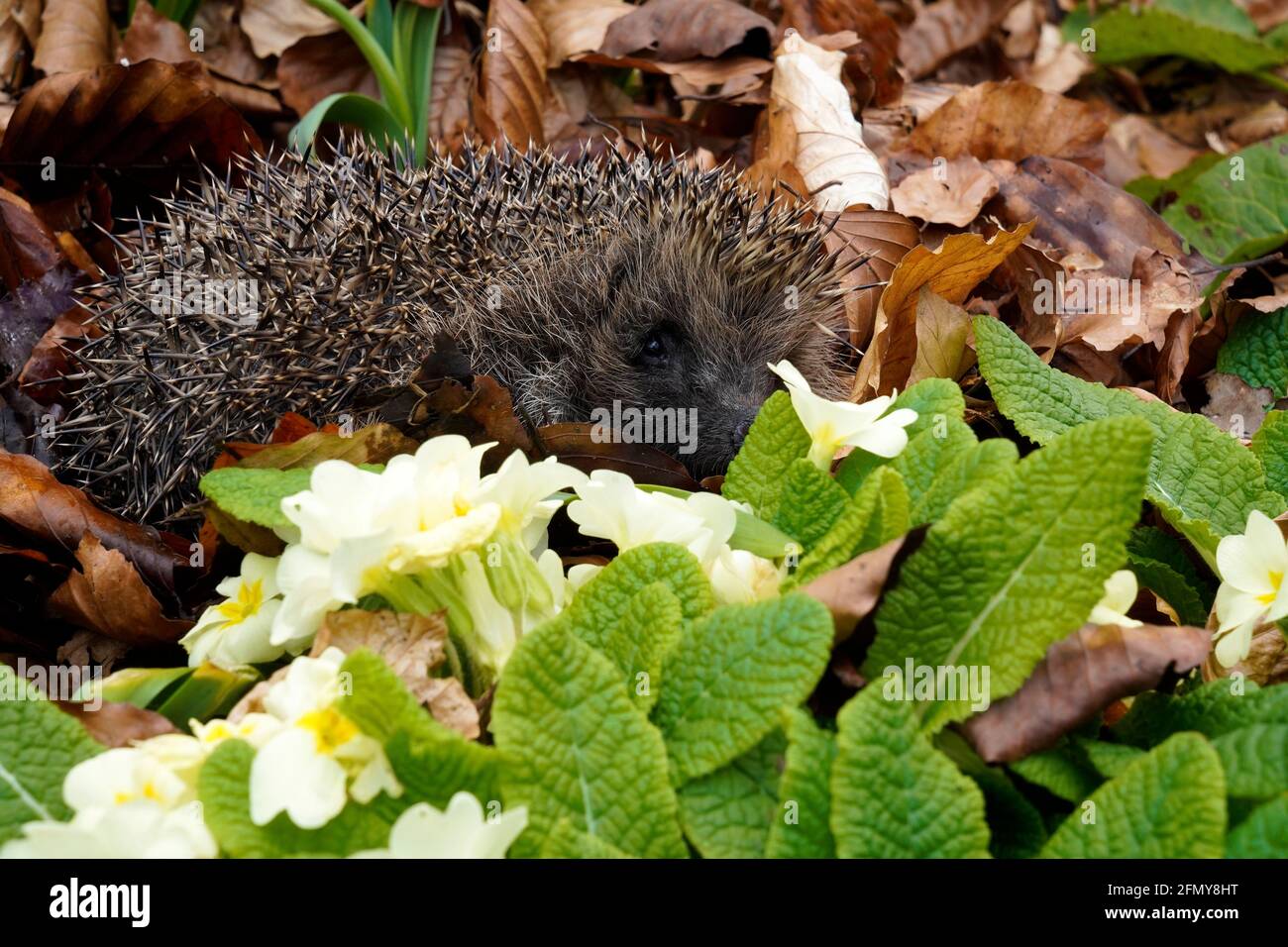 Unser heimischer Igel ist ein Bewohner unserer Gärten Stockfoto