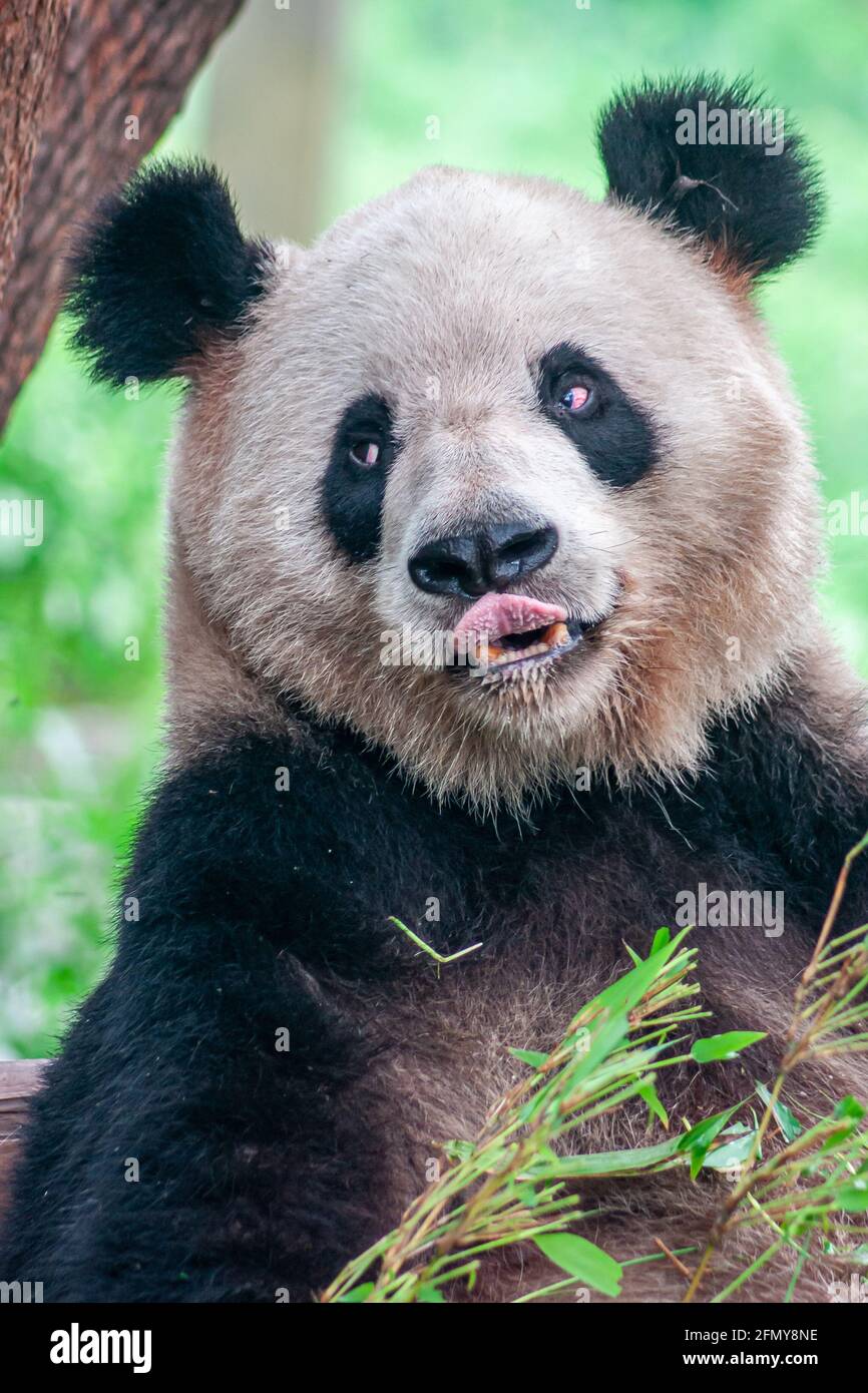 Chongqing, China - 9. Mai 2010: Panda-Haus im Zoo. Nahaufnahme von schwarzen und weißen Tieren, die die Lippen lecken. Verblassener grüner Hintergrund. Stockfoto