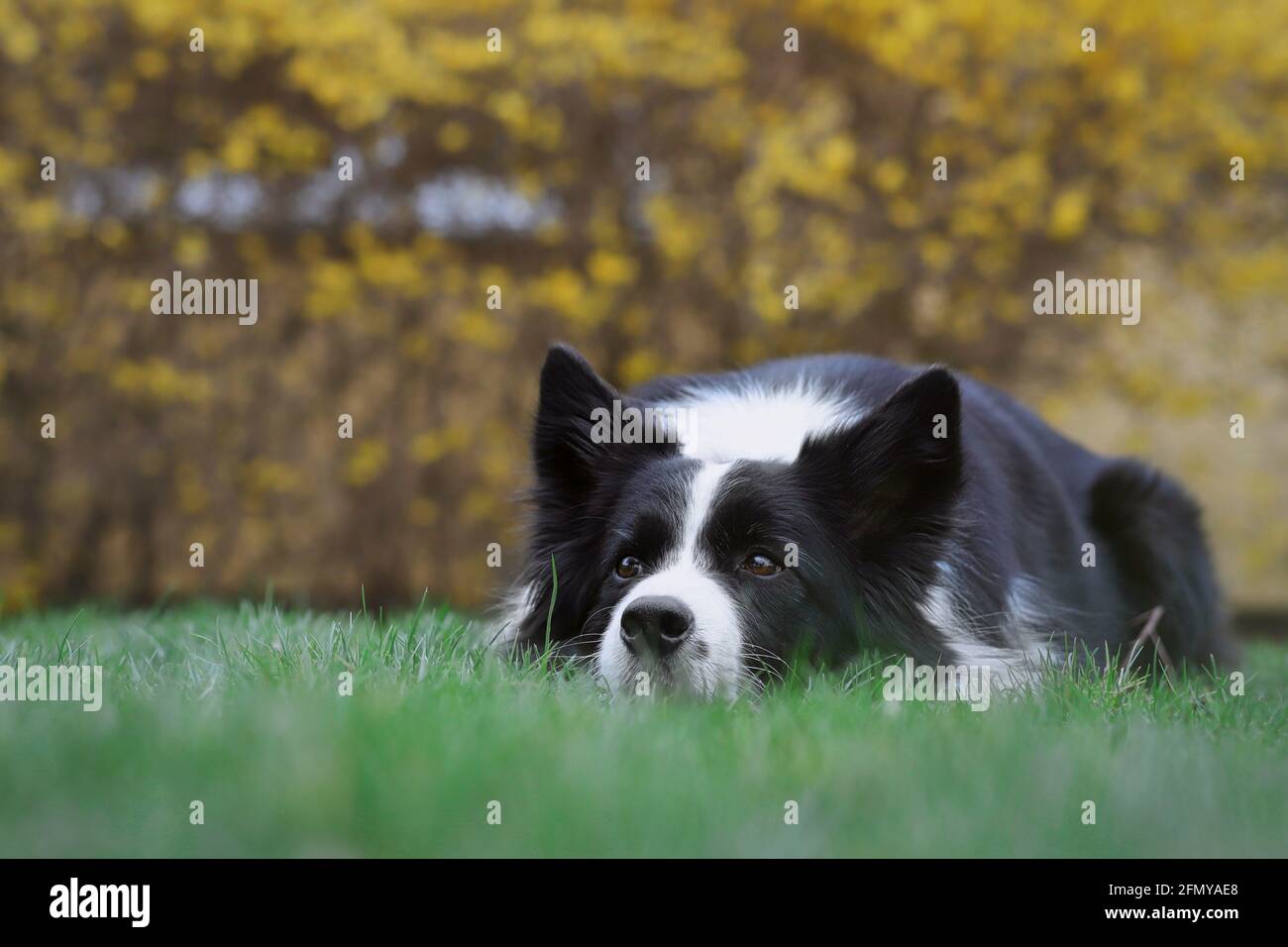 Cute Border Collie mit Kopf nach unten im grünen Gras im Garten. Liebenswert schwarz und weiß Hund liegt auf Rasen. Stockfoto