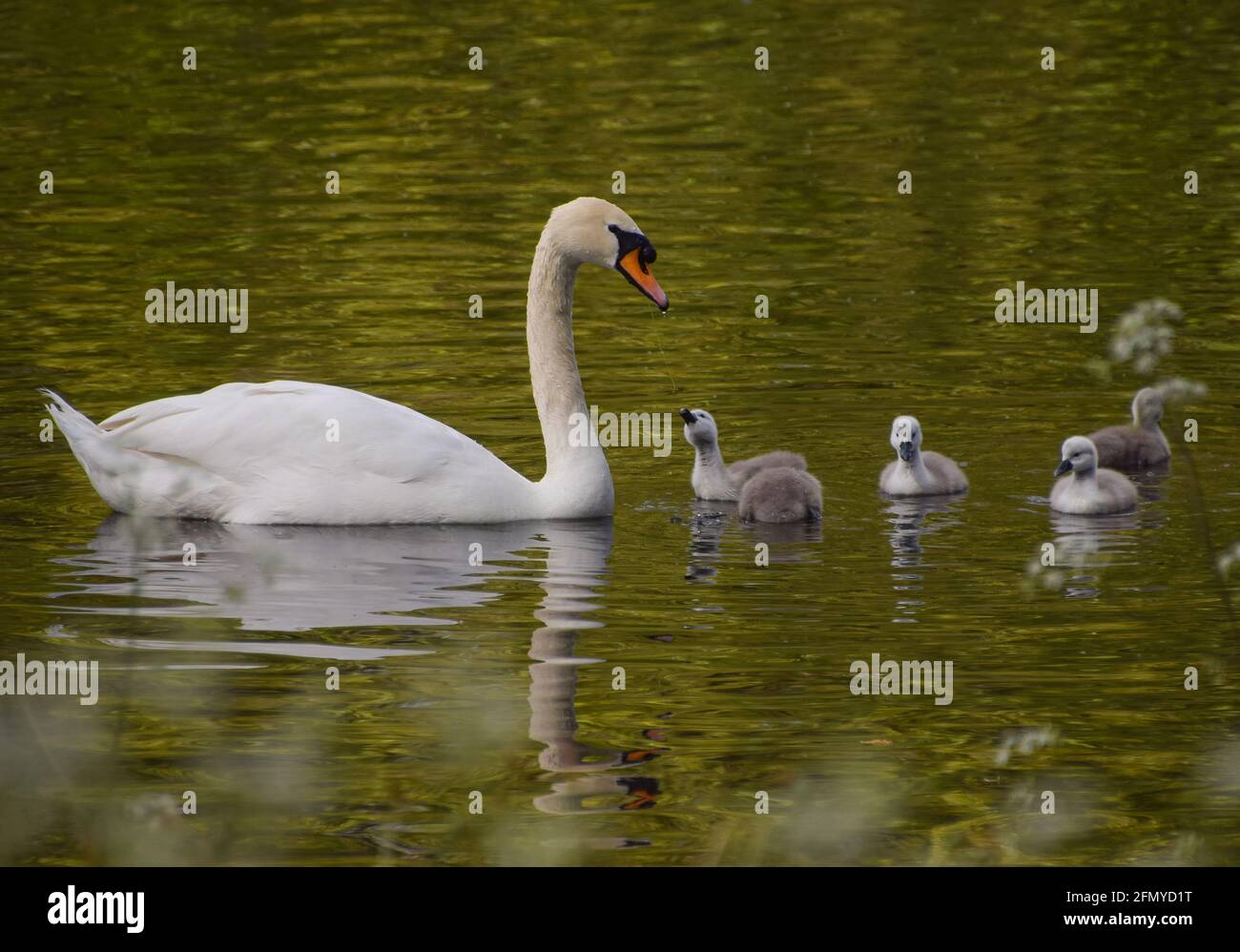 Ein stummer Schwan und eine Woche alte Cygnets in einem Park-Teich in London, Großbritannien. Stockfoto