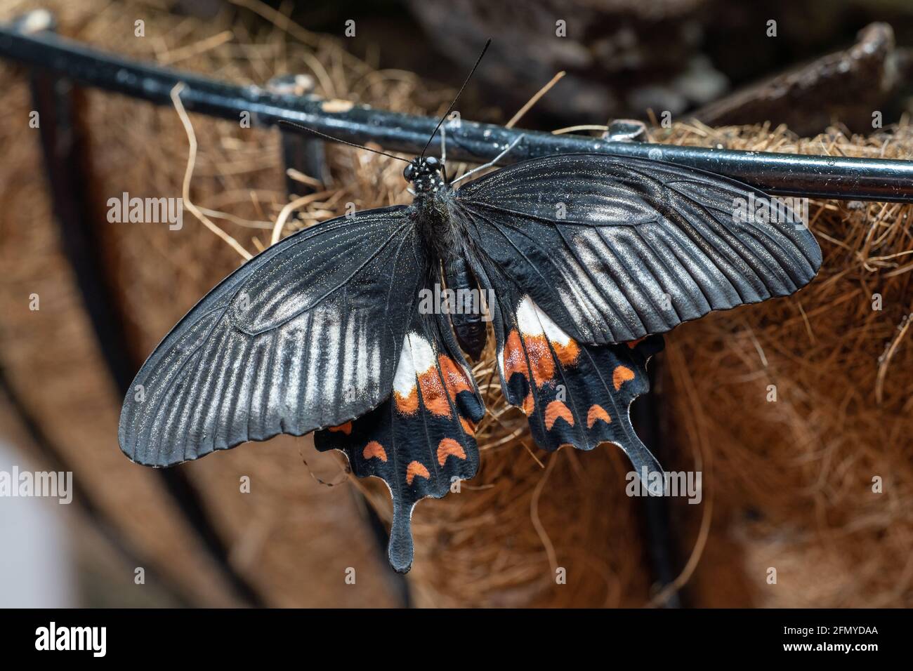 Gewöhnlicher Mormonenschmetterling (Paplio polytes) Ein weiblicher schwarzer Schwalbenschwanzschmetterling aus der Nähe Stockfoto