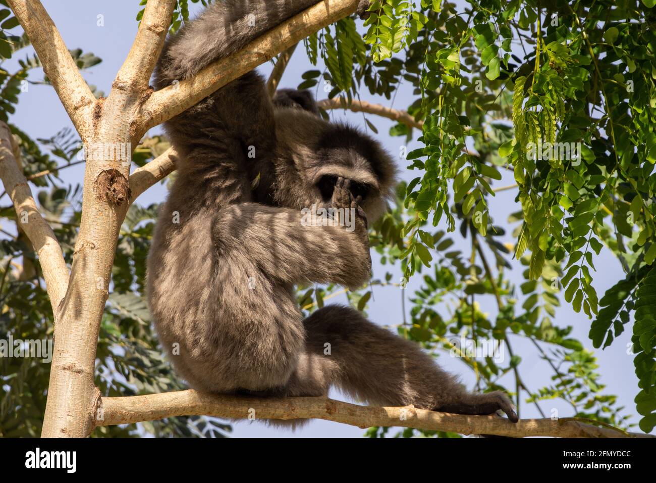 Ein silberner oder javanische Gibbon (Hylobates moloch) sitzt auf einem Felsen und saugt Zehen in die Sonne. Stockfoto