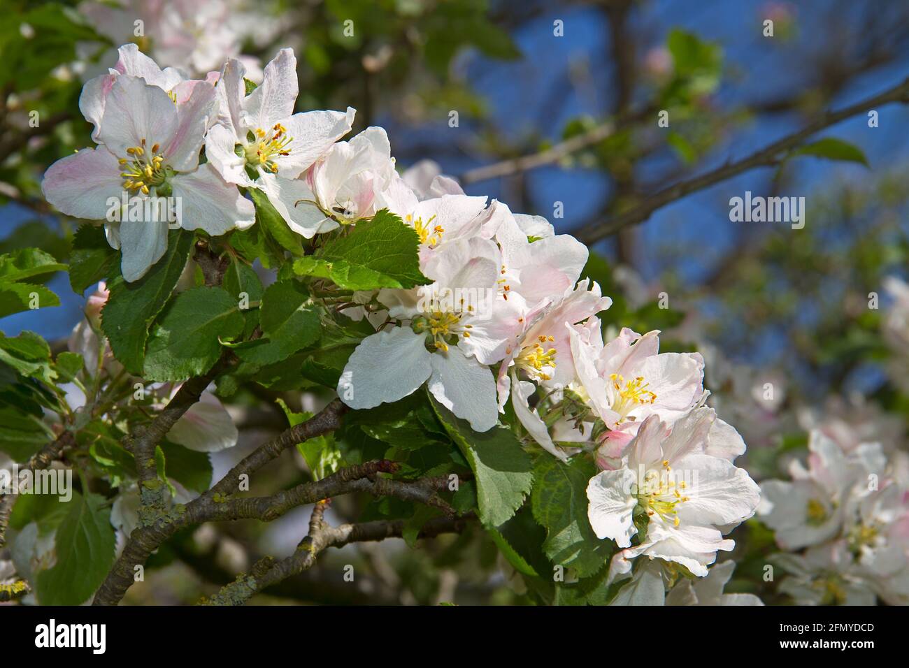 Nahaufnahme von weißen und leicht rosa Apfelblüten darunter Ein blauer Himmel Stockfoto
