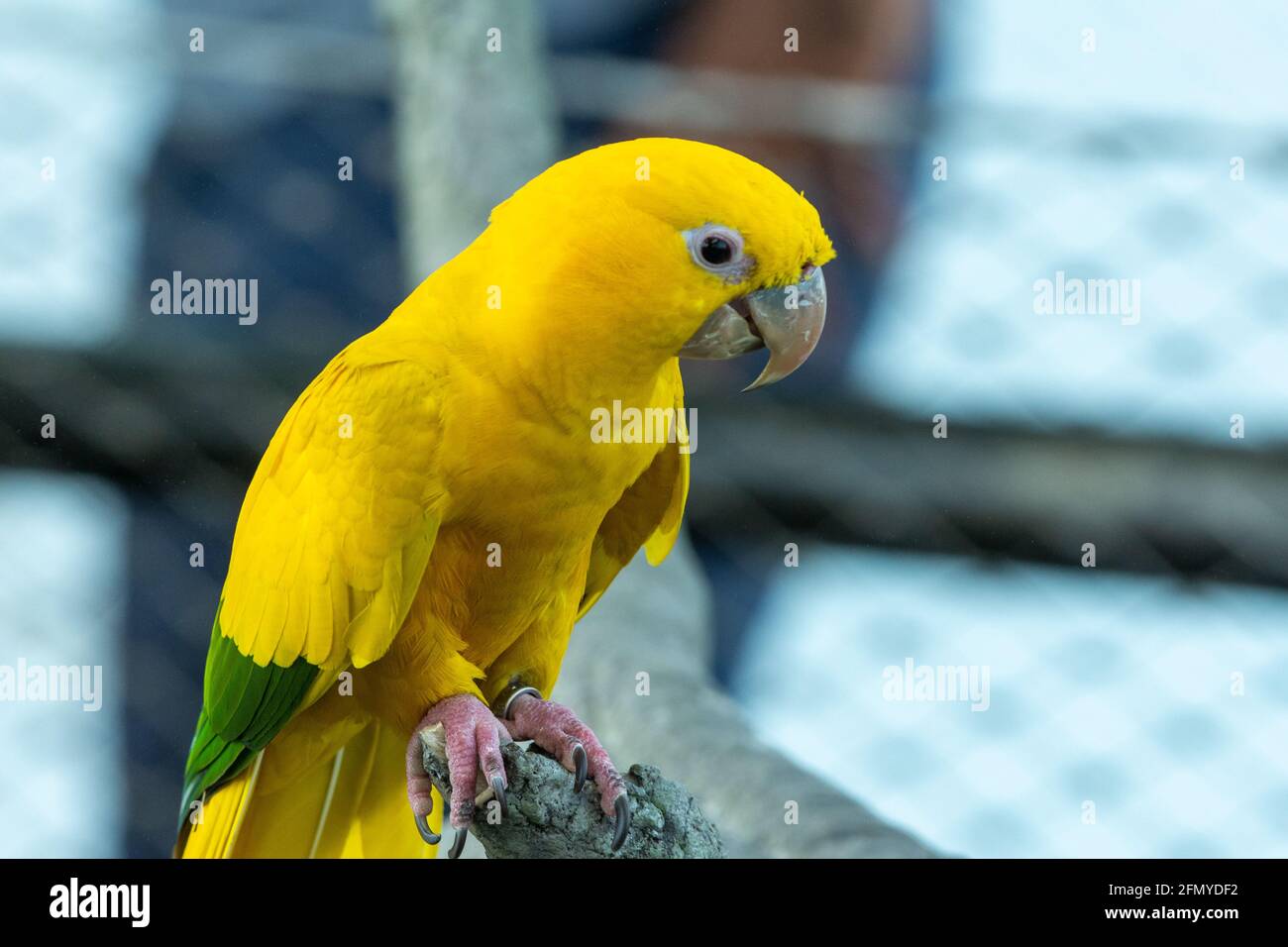 Ein goldener Sittich oder goldener Conure, (Guaruba guarouba) ein wunderschöner, lebhafter gelber Papagei aus der Nähe eines Zweiges in Nordbrasilien. Stockfoto