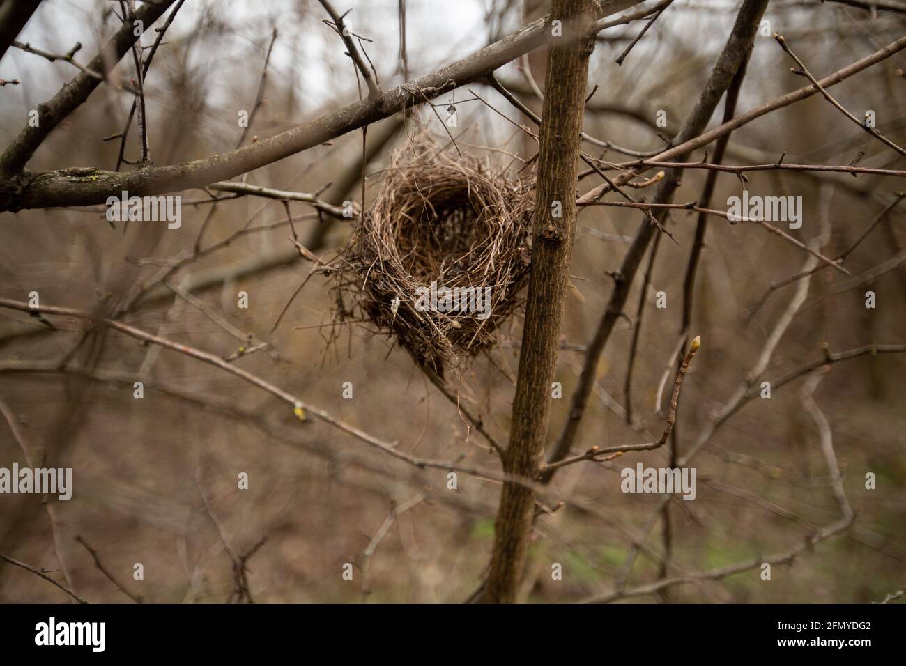 Leeres Vogelnest auf einem Baum im Wald Stockfoto