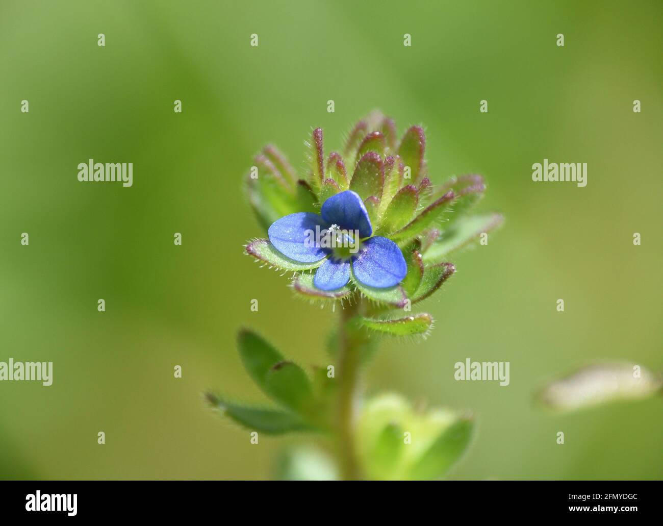 Blassblaue Blume der Veronica arvensis Pflanze. Das Hotel liegt in einem Grasfeld an sonnigen Tag, Munilla, La Rja, Spanien. Stockfoto