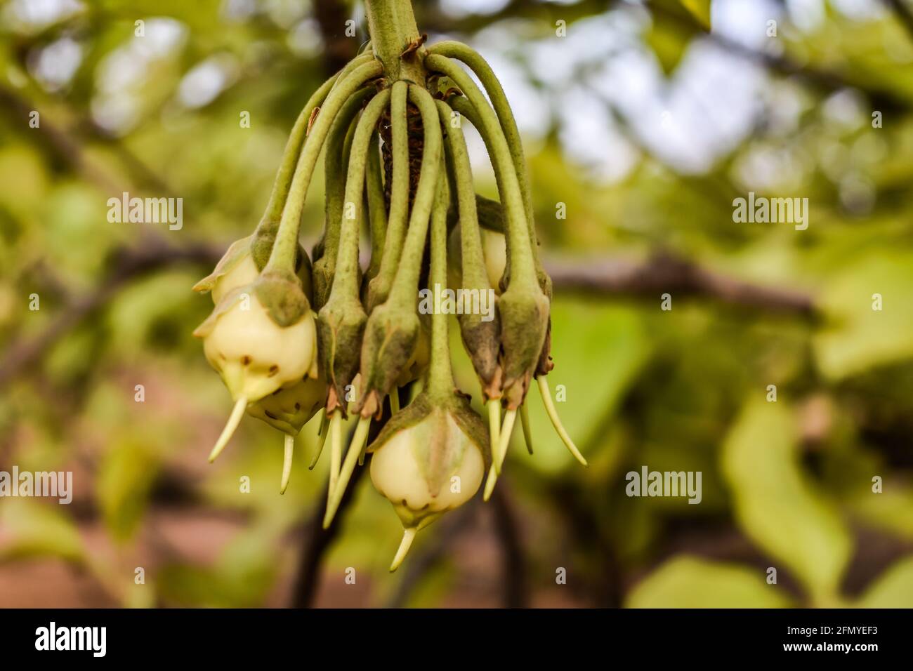 Mahua Madhuca Longifolia Baum und Blumen in Bäumen sehen wunderschön aus. Stockfoto