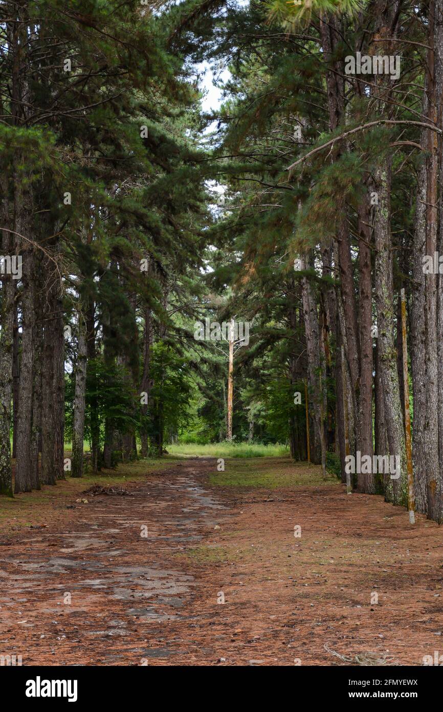 Pinus Plantage die Mitte des Fotos ohne Bäume, nur an den Seiten, auf dem Boden der Schmutz der typischen Blätter des Gemüses in brauner Farbe Stockfoto