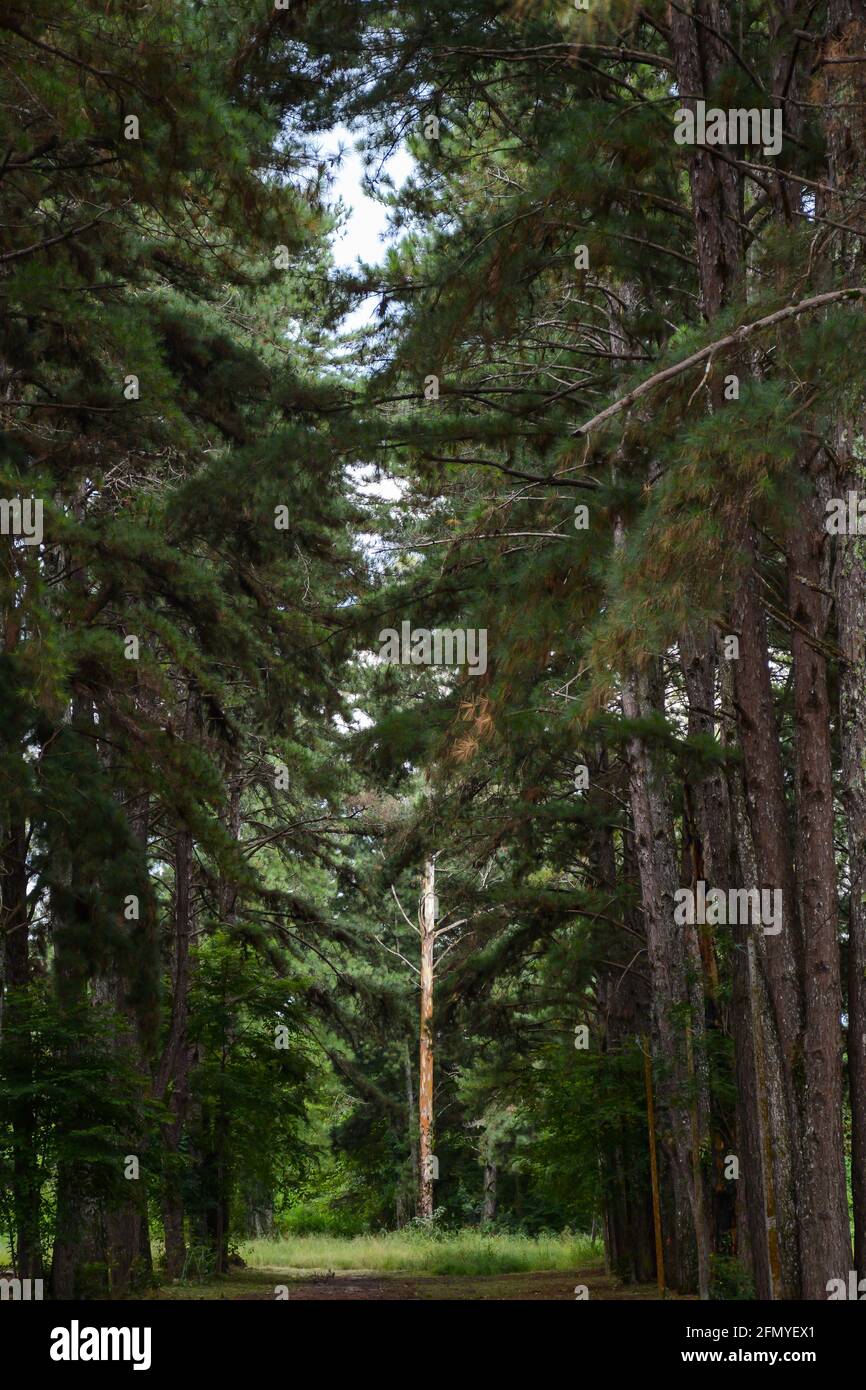 Pinus Plantage die Mitte des Fotos ohne Bäume, nur an den Seiten, auf dem Boden der Schmutz der typischen Blätter des Gemüses in brauner Farbe Stockfoto