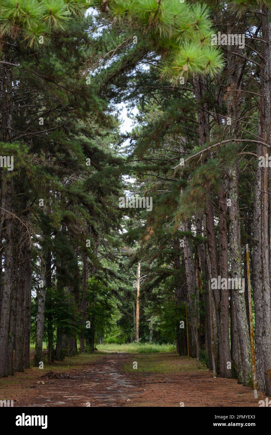 Pinus Plantage die Mitte des Fotos ohne Bäume, nur an den Seiten, auf dem Boden der Schmutz der typischen Blätter des Gemüses in brauner Farbe Stockfoto