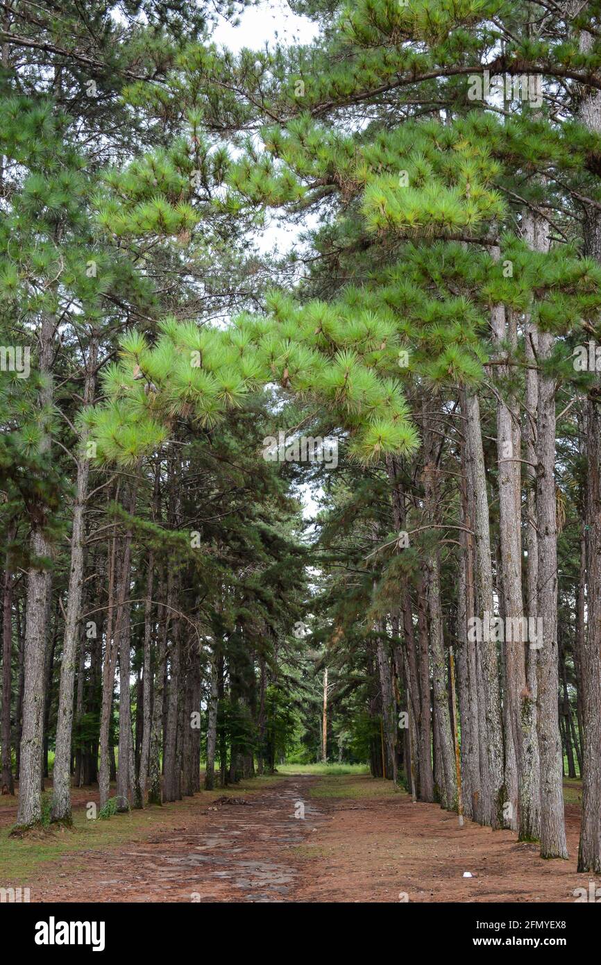 Pinus Plantage die Mitte des Fotos ohne Bäume, nur an den Seiten, auf dem Boden der Schmutz der typischen Blätter des Gemüses in brauner Farbe Stockfoto