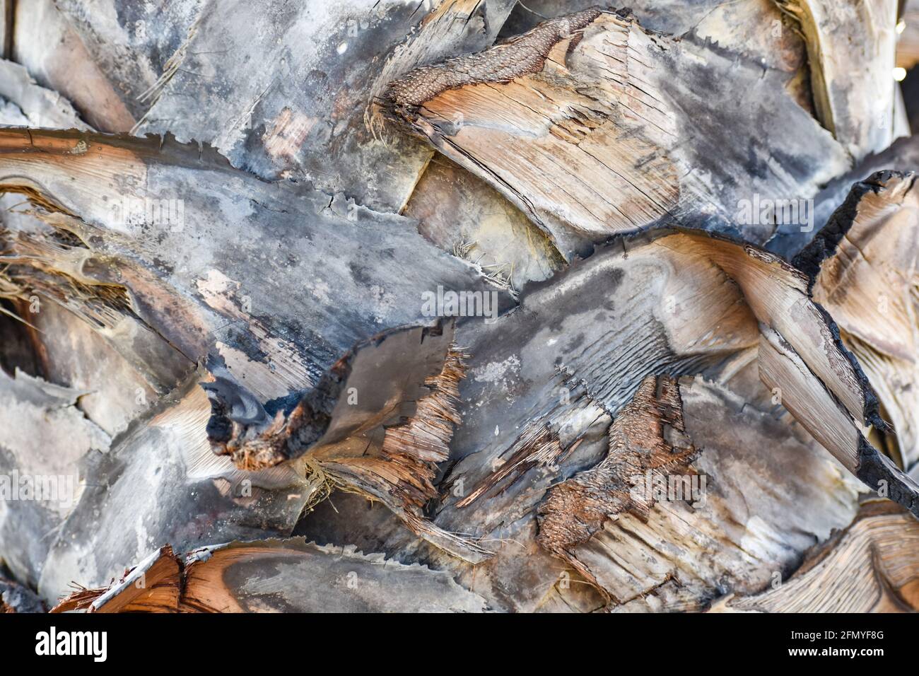 Indische Dattelpalme Stamm Tapete sieht fantastisch aus. Stockfoto