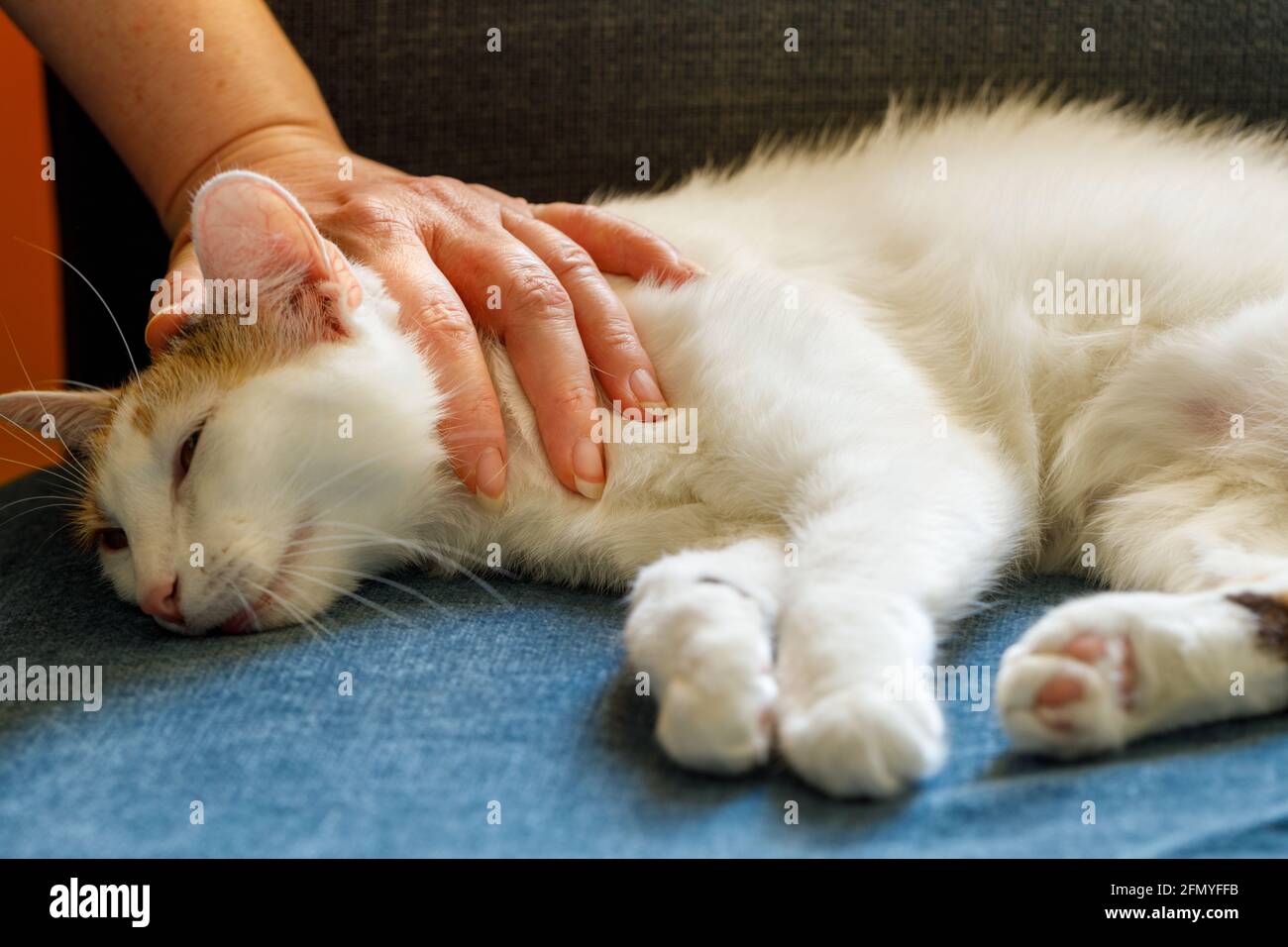 Streicheln einer entspannten Katze. Das Konzept der gesundheitlichen und antidepressiven Wirkungen von Tieren auf den Menschen Stockfoto