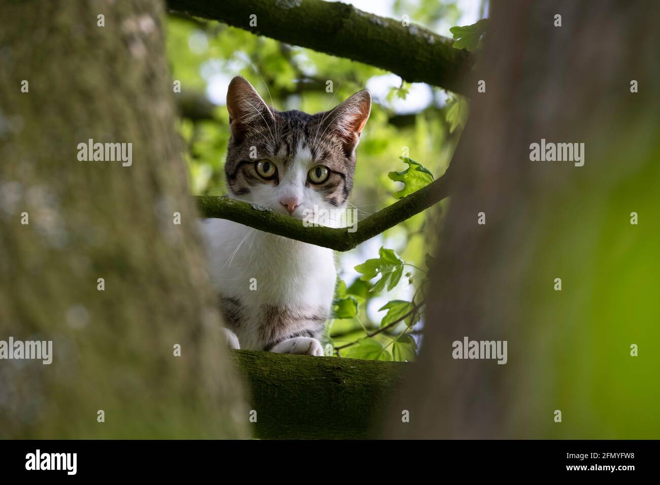 Tricolor Katze versteckt sich hinter einigen Ästen eines Baumes und schaut auf die Kamera. Konzentrieren Sie sich auf den Kopf und die Schnurrhaare des Tieres Stockfoto