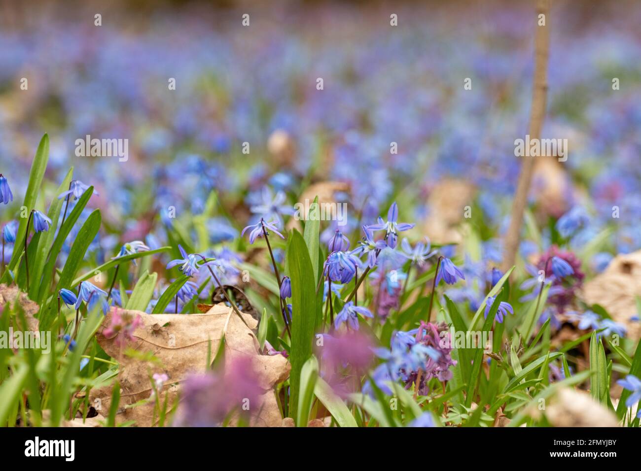 Blühender hübscher Rasen aus blauer Scilla bifolia (alpiner Tintenfischfang) und purpurfarbener Corydalis Cava-Nahaufnahme. Sonnige Frühlingsblumen mit trockenen Blättern und selektivem FOC Stockfoto