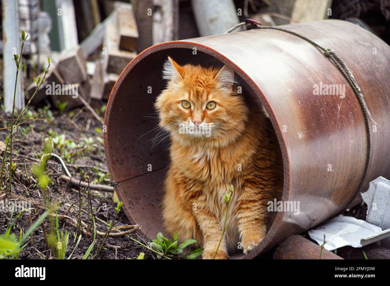 Eine streunende Katze, die in einer Pfeife auf einem verlassenen Gebiet sitzt. Stockfoto