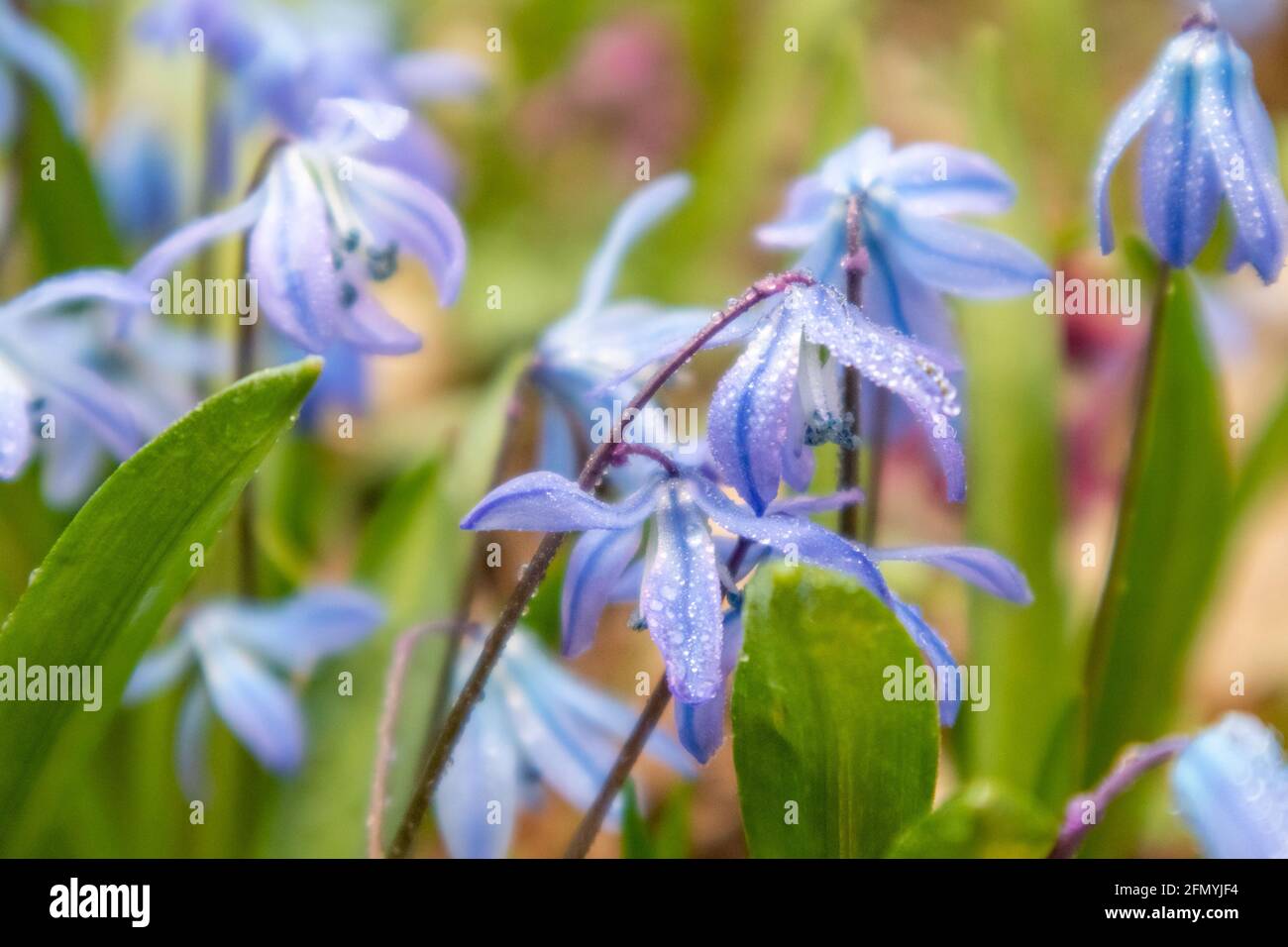 Blühender hübscher Rasen aus blauer Scilla bifolia (alpiner Tintenschisch, zweiblättriger Tintenschisch) in Regentropfen Makro-Nahaufnahme. Sonnige Frühlingsblumen Tau Details mit Fokus Stockfoto