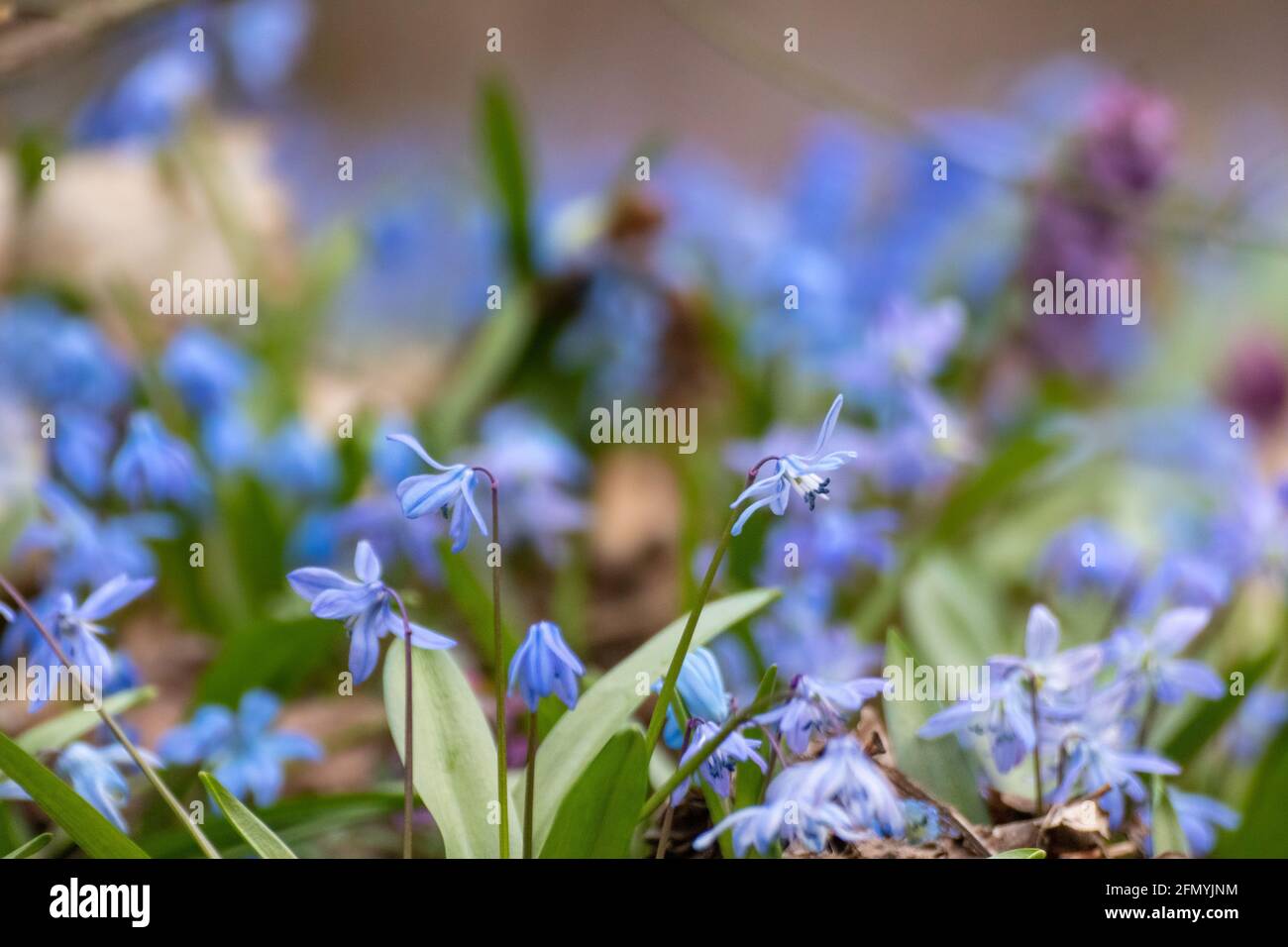 Blühender hübscher Rasen aus blauer Scilla bifolia (alpiner Tintenschisch, zweiblättriger Tintenschisch) Makro-Nahaufnahme. Sonnige Frühlingsblumen Details mit selektiver Fokus Unschärfe Stockfoto