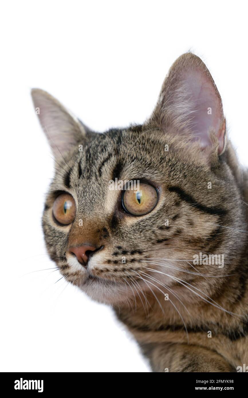 Die Katze ist auf weißem Hintergrund isoliert. Porträt eines Tieres. Neugierige junge tabby junge Katze sitzt und schaut in die Kamera. Nahaufnahme. Kitten Teenager Tier-und Werbung Layout. Stockfoto