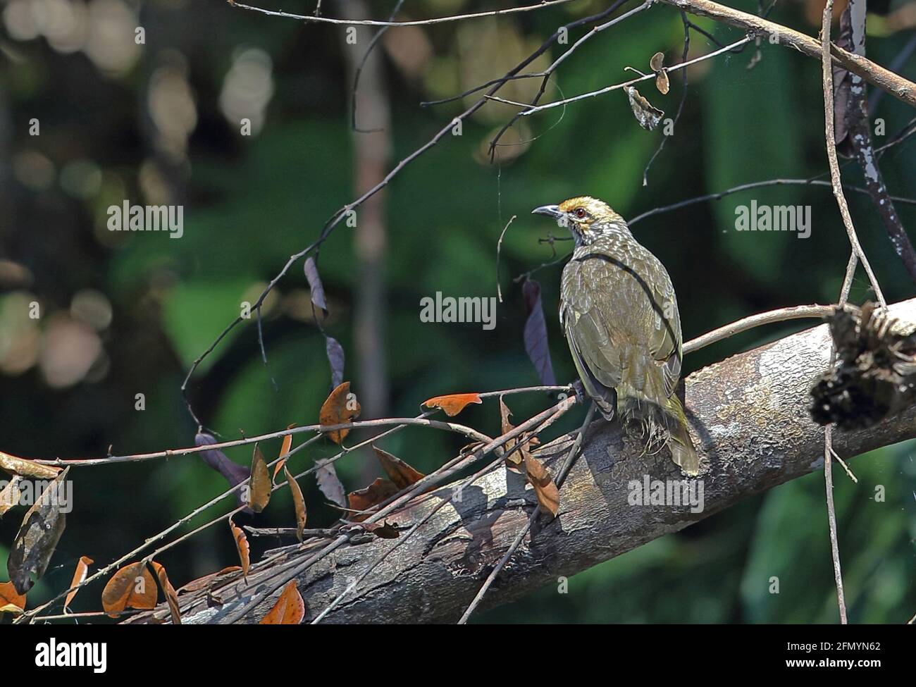 Strohkopf-Bulbul (Pycnonotus zeylanicus)-Paar, das auf einem Zweig thront, der vom Aussterben bedrohten Art Taman Negara NP, Malaysia Februar Stockfoto